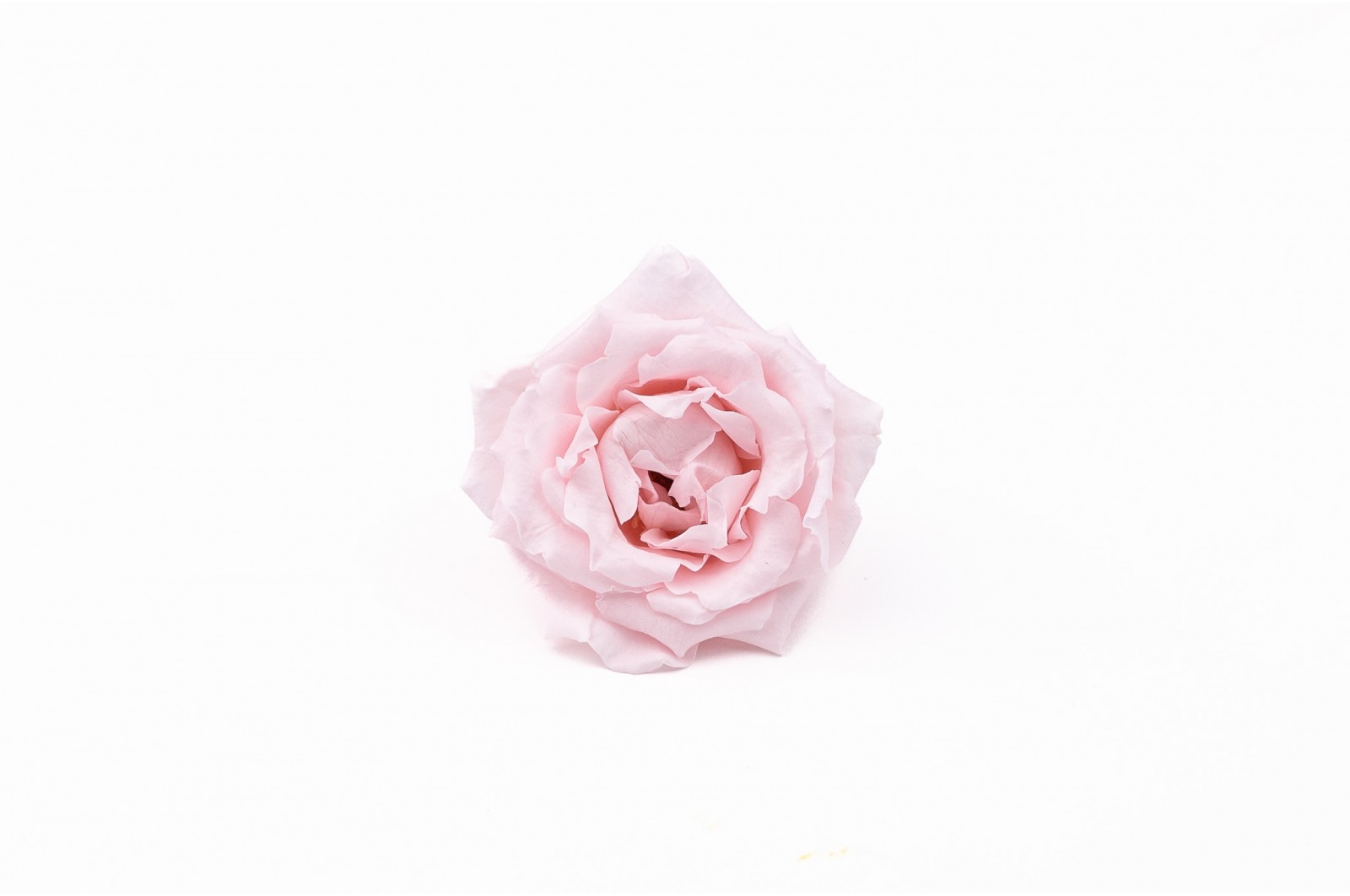 stabilisierte-majolica-rosas-30