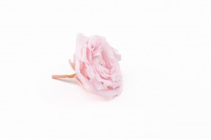 rose-majolica-stabilisee-30.