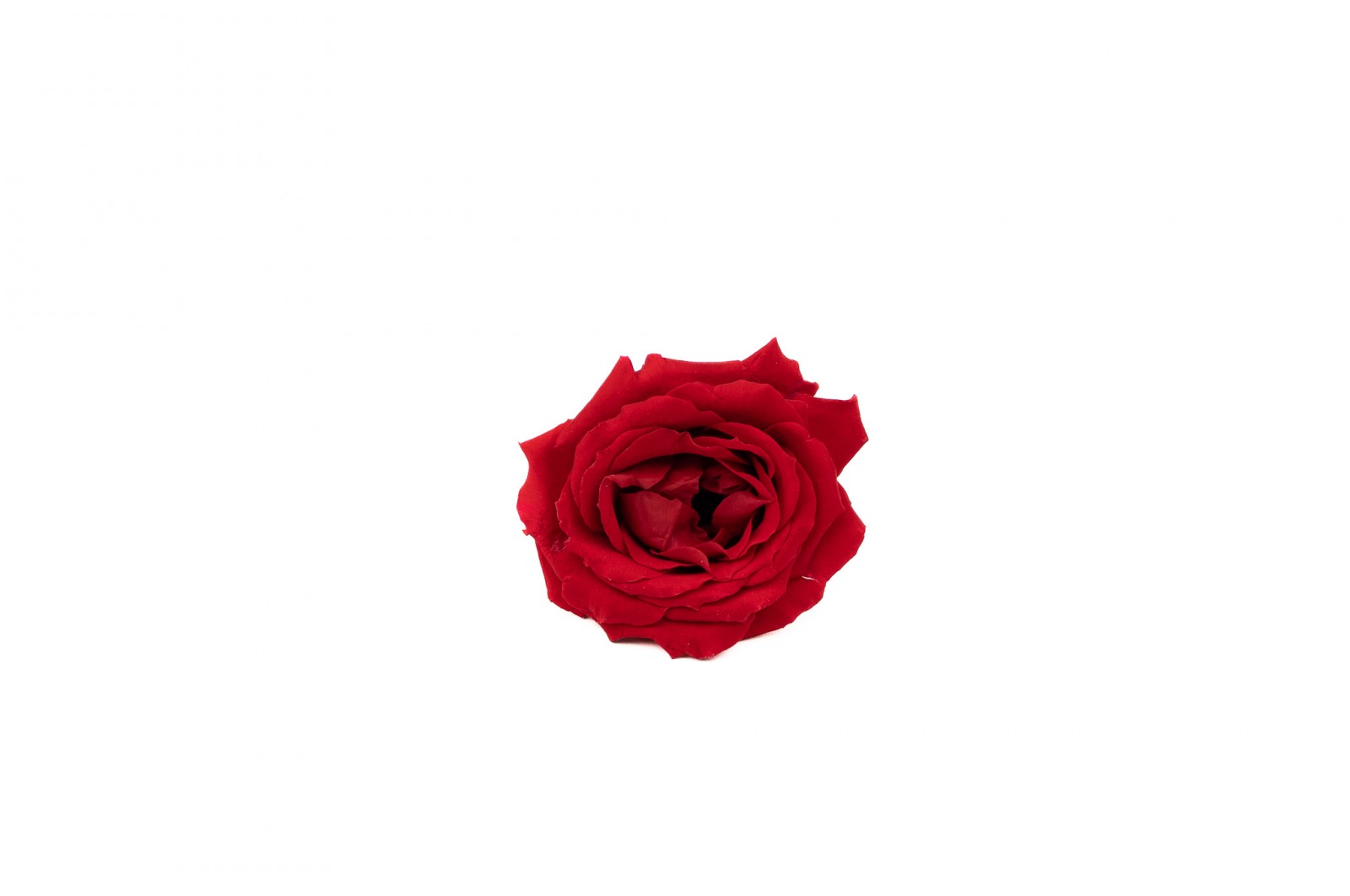 rose-majolica-stabilisee-30