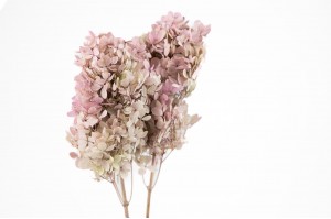 preserved-peegee-hydrangea-30.