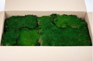 preserved-flat-moss-23-cn.