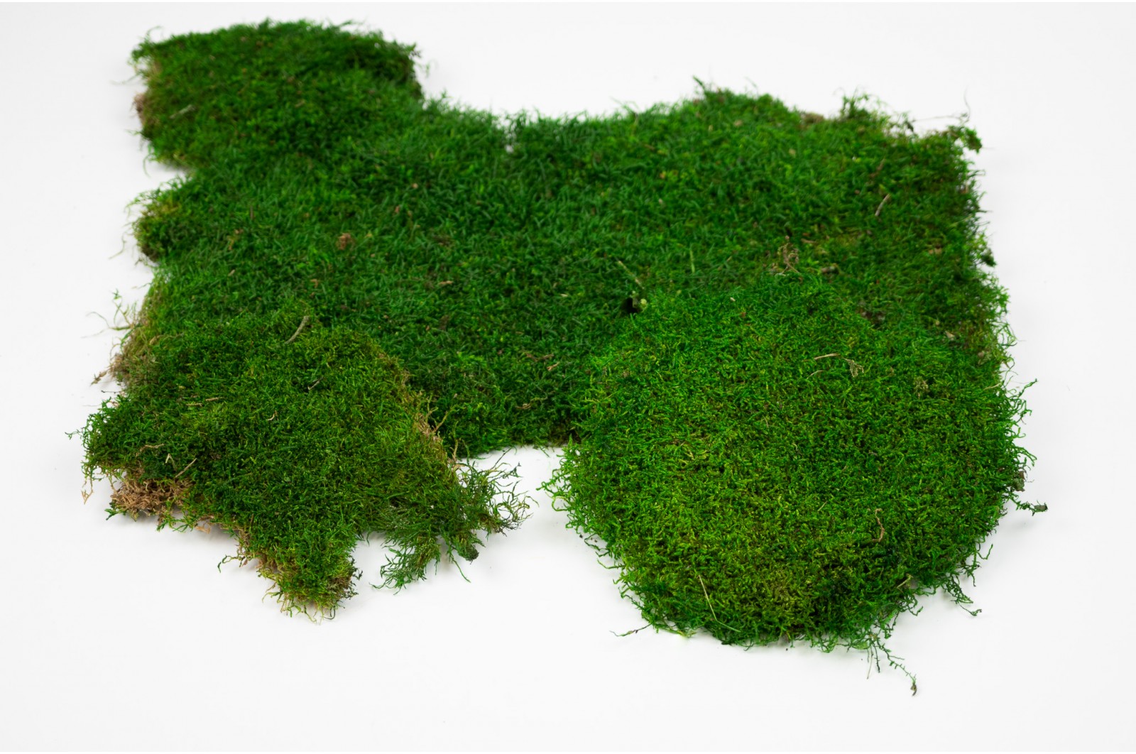 Preserved flat moss green (23)