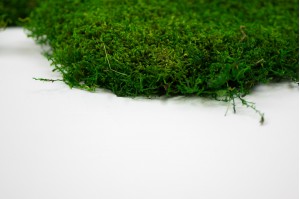 preserved-flat-moss-23-cn.