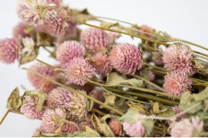 dried-gomphrena-26