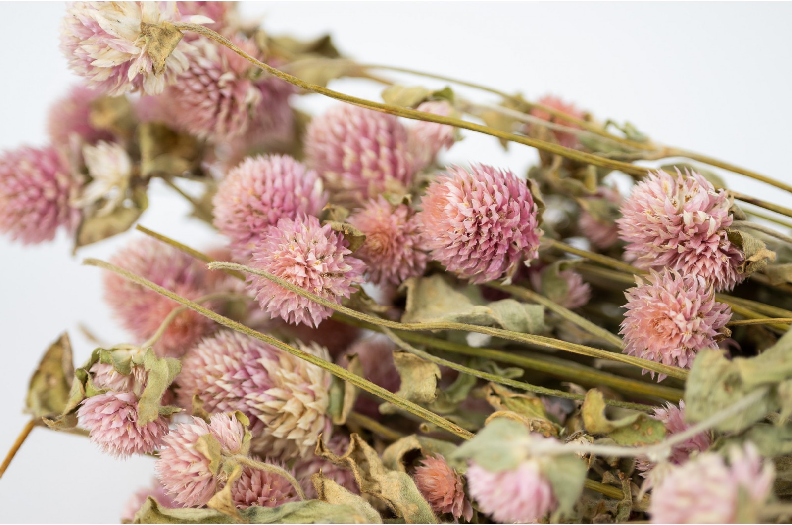 Gomphrena sec (26) gomphrena-sec-26
