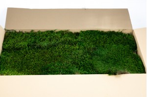 preserved-long-flat-moss-green-26.