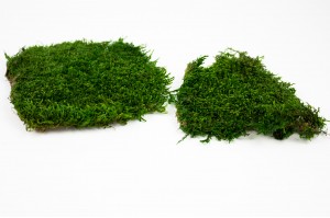 mousse-plate-longue-stabilisee-verte-26.