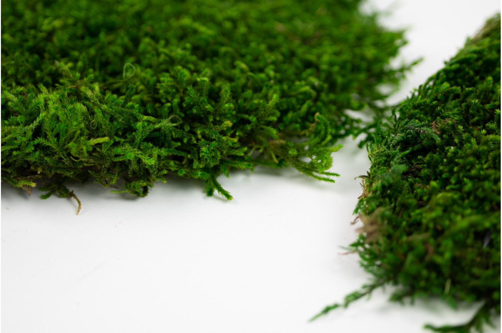 Preserved long flat moss green (26) (CN) preserved-long-flat-moss-green-26