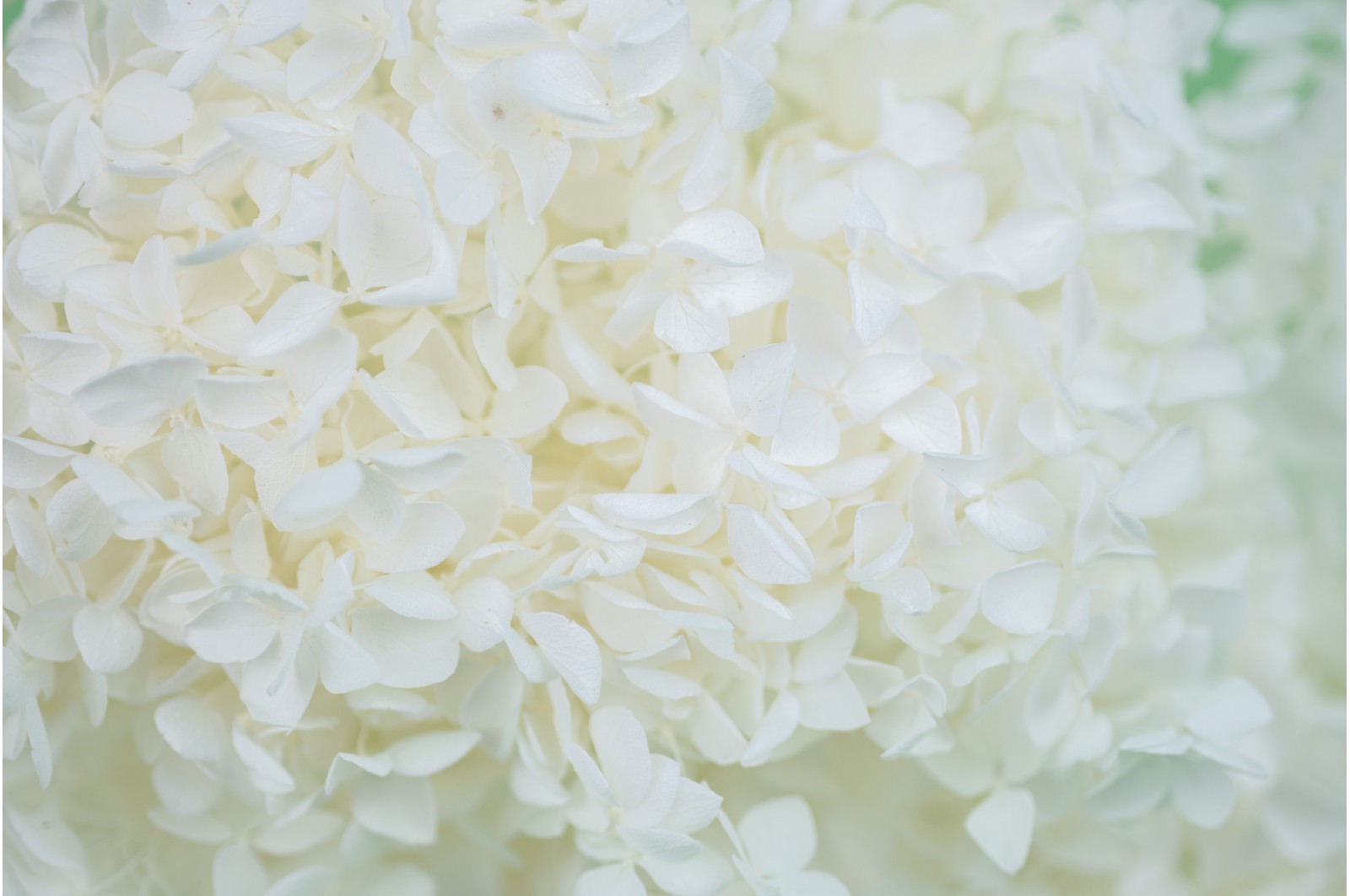 Preserved hydrangea│Sale to pros│Wholesaler of preserved plants