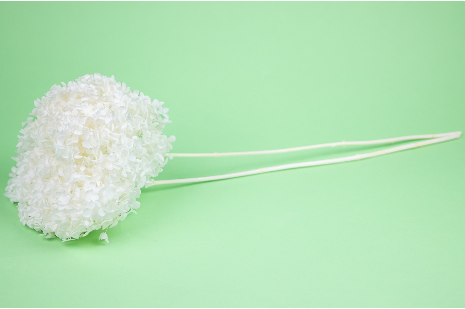 Preserved hydrangea│Sale to pros│Wholesaler of preserved plants