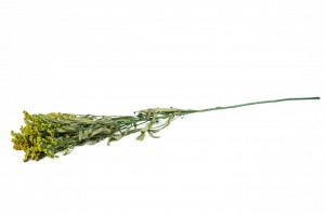 preserved-solidago-8.