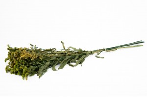preserved-solidago-8.