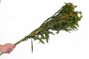 preserved-solidago-8.