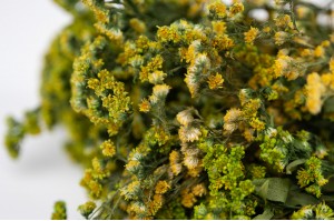 solidago-stabilise-8