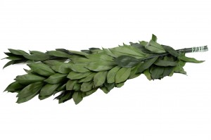 stabilisierte-coculus-11.