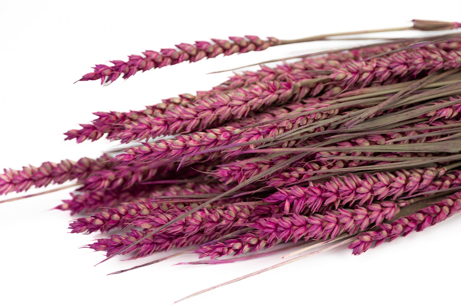 Dried wheat (18) dried-wheat-18