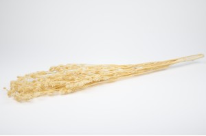 kleine-getrocknete-distel-19.