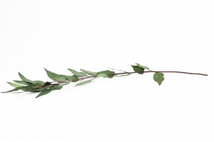 stabilisierte-eukalyptus-willow-gruen-11.