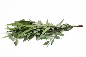 preserved-eucalyptus-willow-green-11.