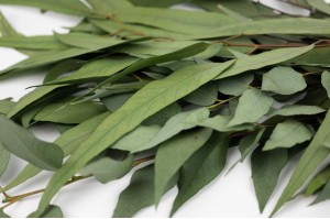 eucalyptus-willow-stabilise-vert-11