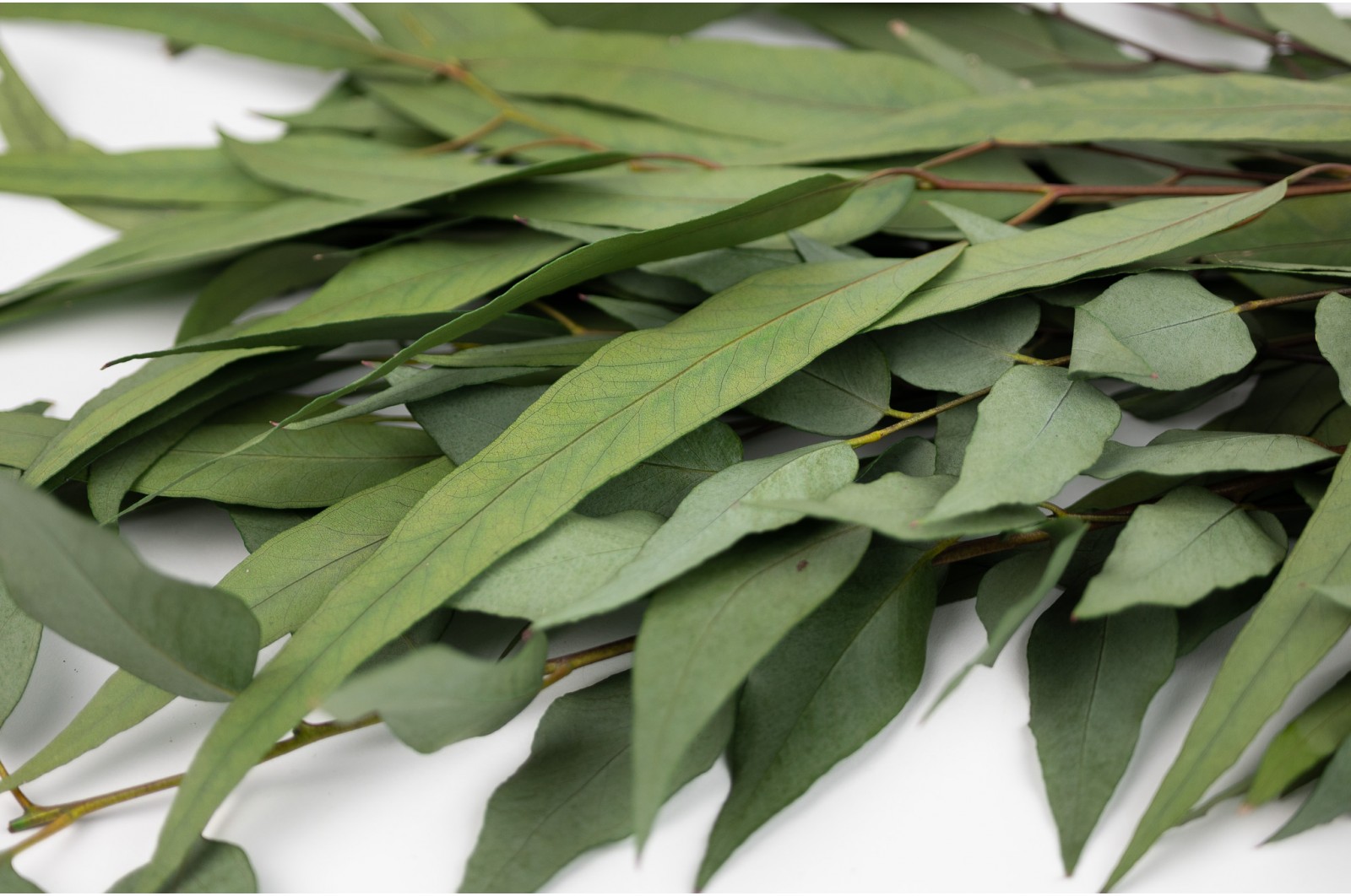 Preserved Eucalyptus willow (11) preserved-eucalyptus-willow-11