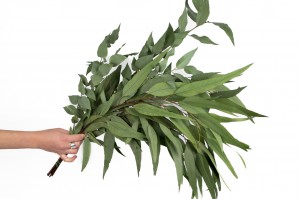 stabilisierte-eukalyptus-willow-gruen-11.