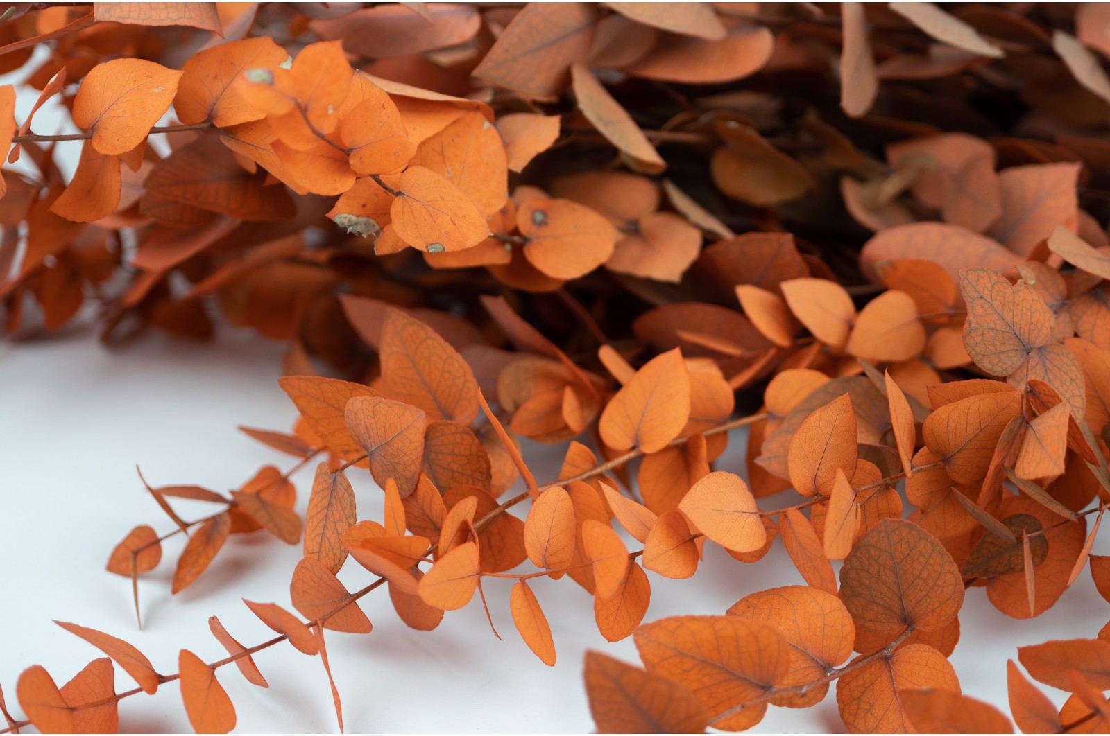 Preserved Eucalyptus stuartiana (11) preserved-eucalyptus-stuartiana-11