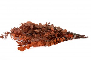 preserved-eucalyptus-stuartiana-11.
