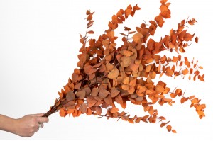 preserved-eucalyptus-stuartiana-11.