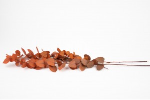 preserved-eucalyptus-stuartiana-11.