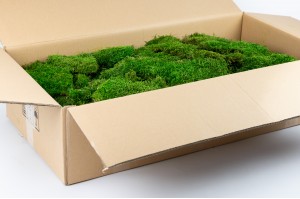 Flat Moss Small Box Preserved Flat Moss -  Singapore