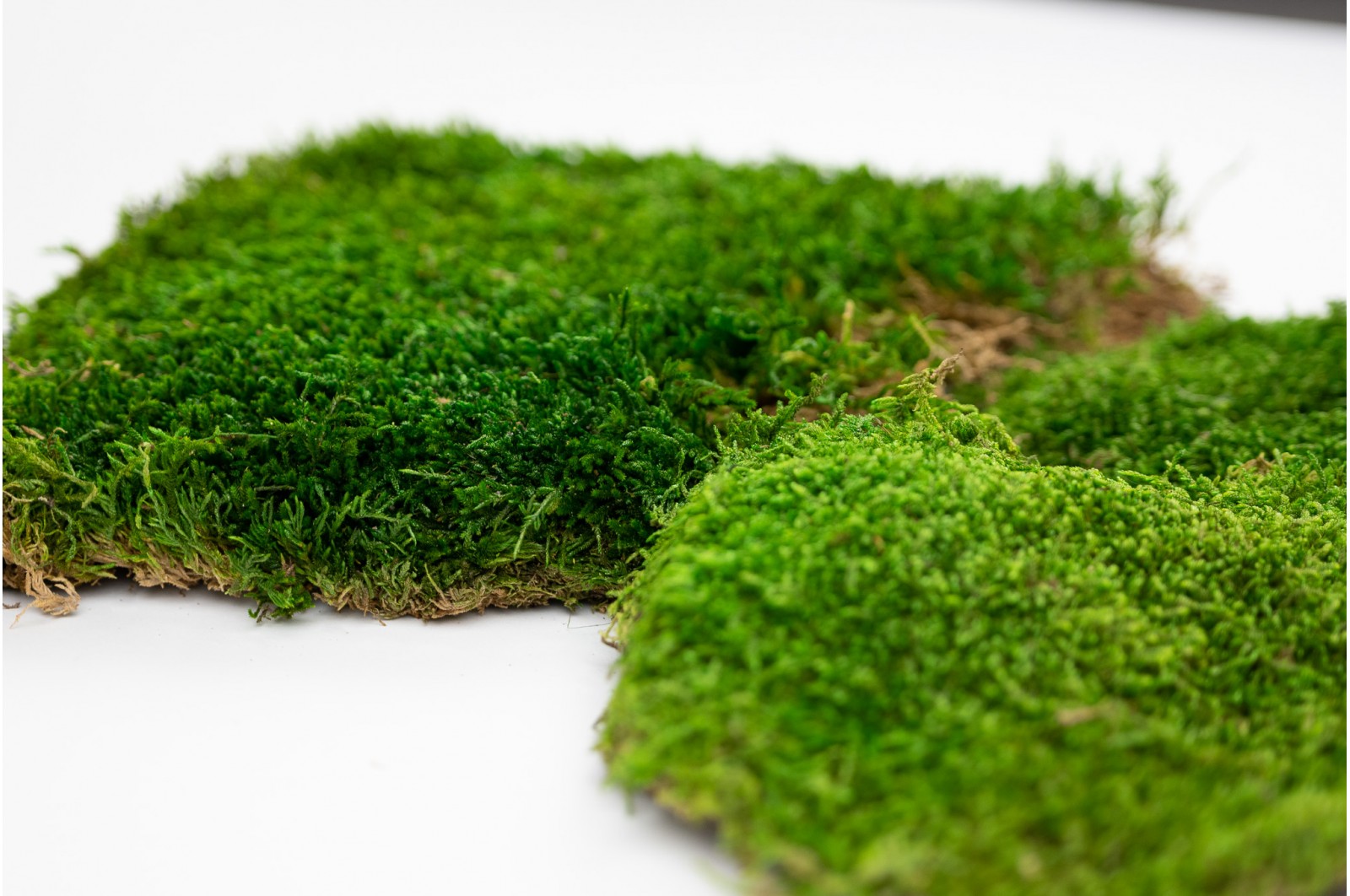 Preserved flat moss (33) (CN) preserved-flat-moss-33