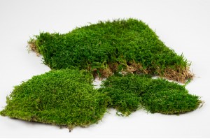 preserved-flat-moss-33.