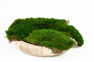 preserved-flat-moss-33.