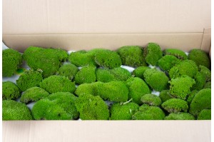 Preserved mosses - Wholesaler - Wholesale / Online Purchase