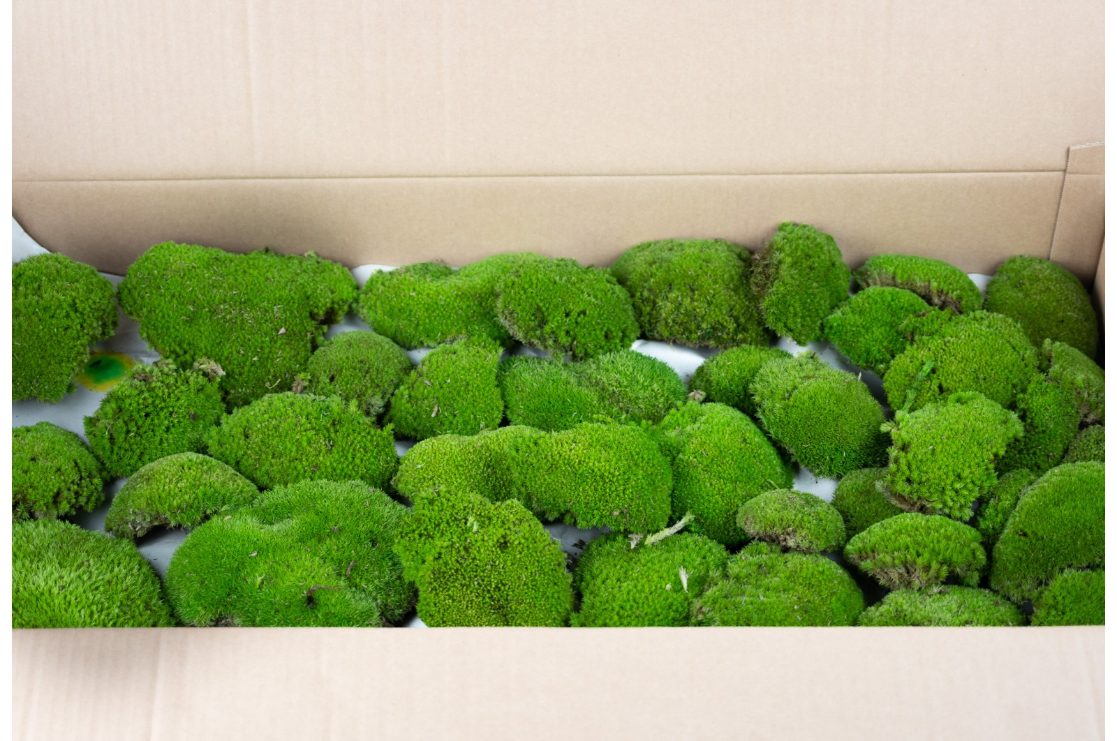 Preserved pole moss bulk box (33) (CN) preserved-pole-moss-bulk-box-33