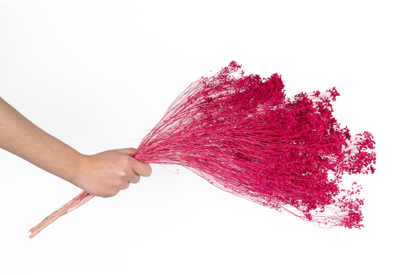 Broom bloom sec│vente aux pros│Grossiste en fleurs séchées