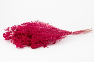 dried-broom-bloom-20.