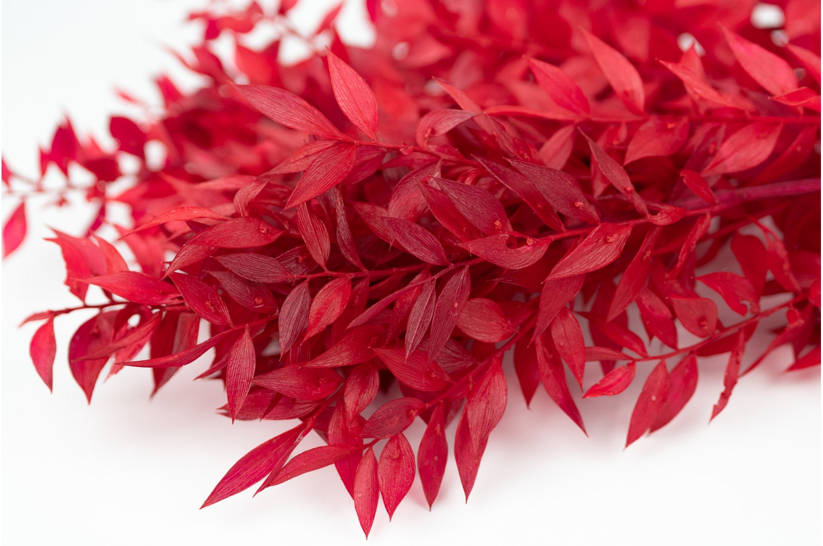Preserved ruscus (20)* preserved-ruscus-20