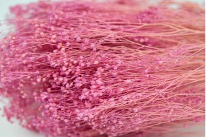 broom-bloom-sec-12