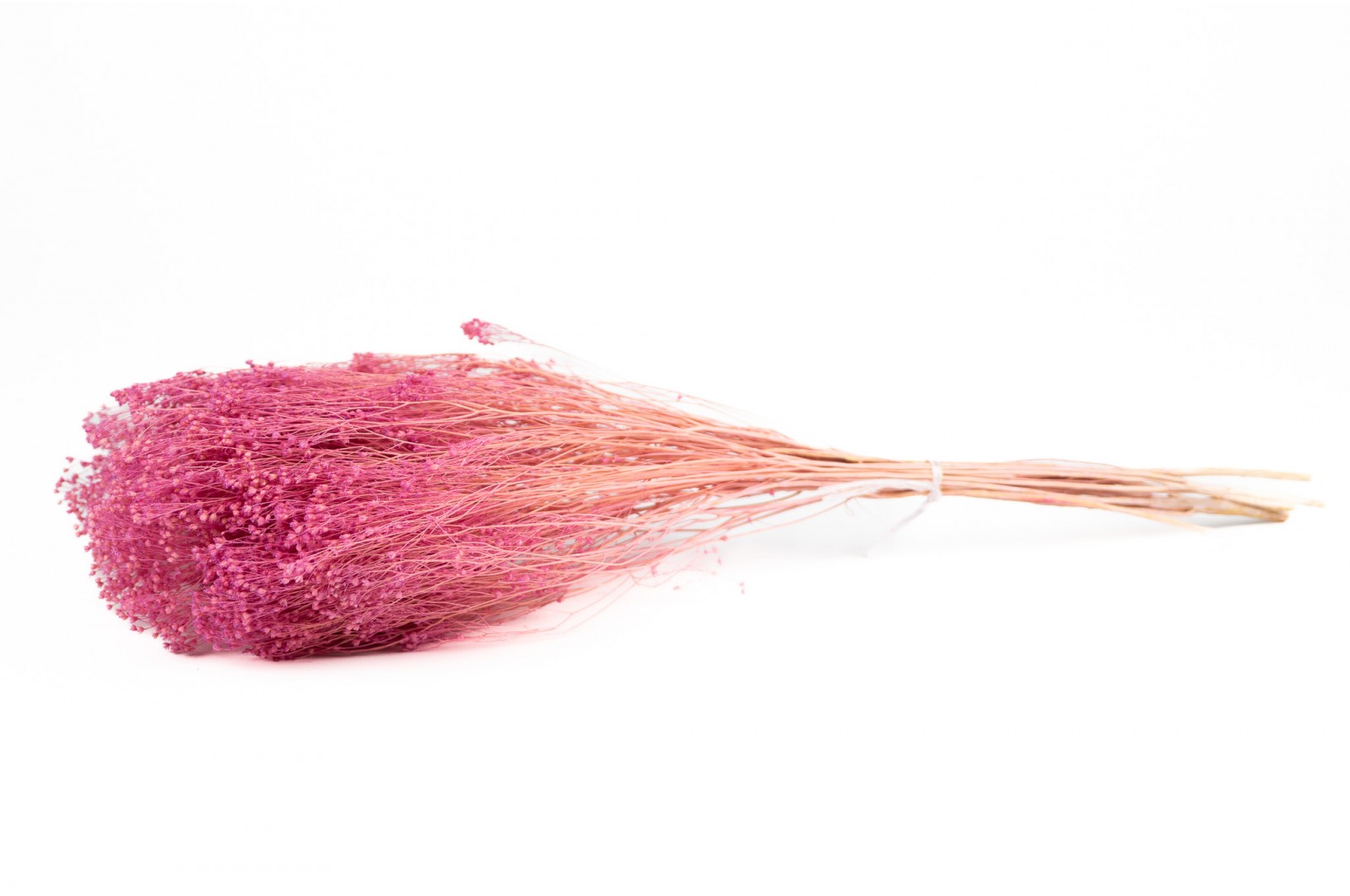 PHOCEALYS │Broom bloom sec│vente aux pros│Grossiste en fleurs séchées