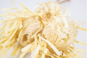 dried-banksia-hookerana-12