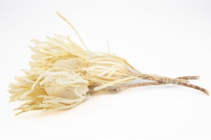 dried-banksia-hookerana-12.