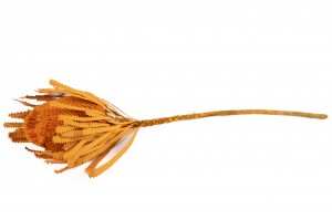 dried-banksia-hookerana-12.