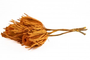 dried-banksia-hookerana-12.