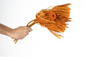 dried-banksia-hookerana-12.