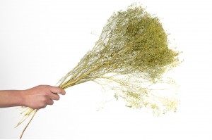 getrocknete-lepidium-29.