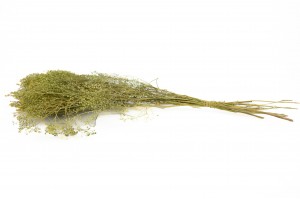 getrocknete-lepidium-29.
