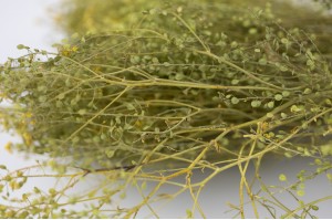 getrocknete-lepidium-29