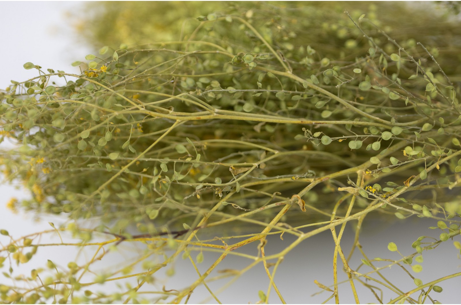 Dried Lepidium (29) dried-lepidium-29